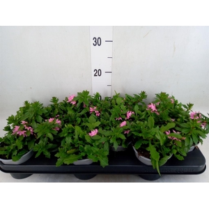 Scaevola aemula 'Surdiva Pink Blue'