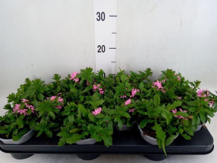 <h4>Scaevola aemula 'Surdiva Pink Blue'</h4>