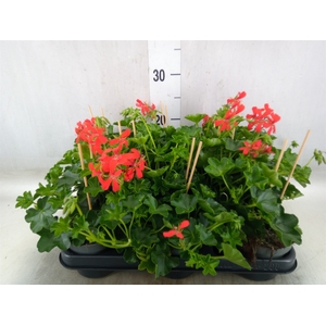 Pelargonium pelt. 'Balkon Rood'