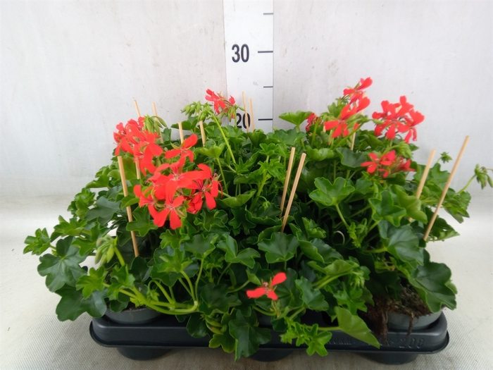 <h4>Pelargonium pelt. 'Balkon Rood'</h4>