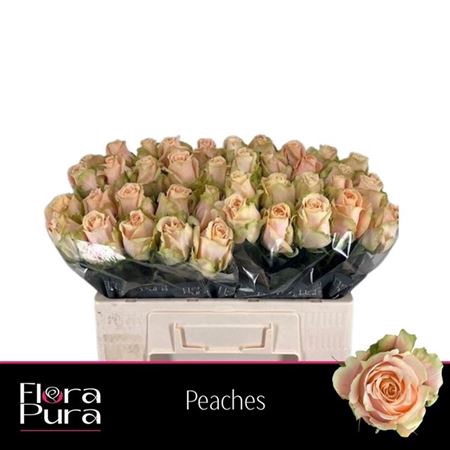 <h4>Rosa a grande fleur Peaches</h4>