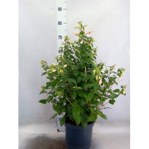 Fuchsia  'Walz Jubelteen'