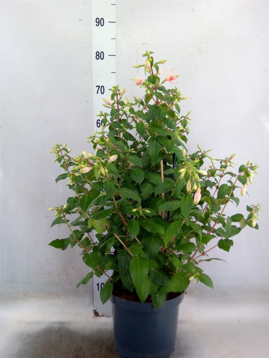 <h4>Fuchsia  'Walz Jubelteen'</h4>