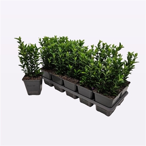 Euonymus Japonicus 'Green Spire'