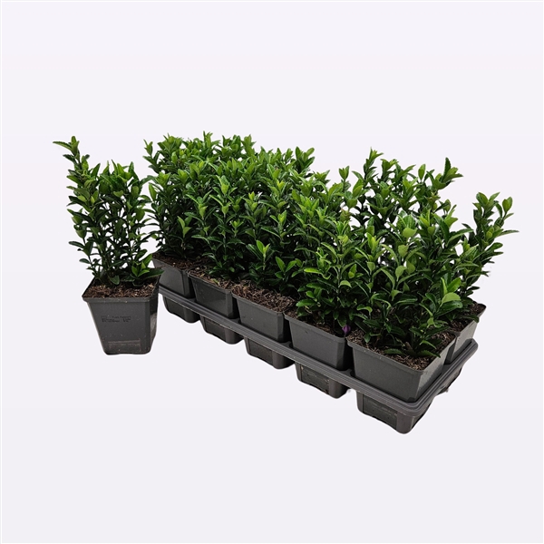 <h4>Euonymus Japonicus 'Green Spire'</h4>