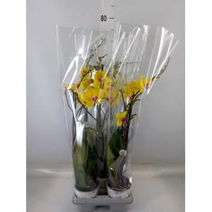 Phalaenopsis  'Ant Modena'