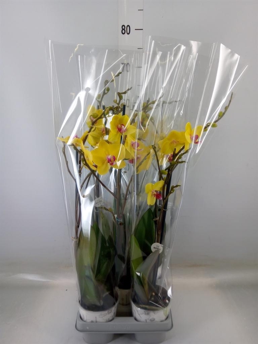 <h4>Phalaenopsis  'Ant Modena'</h4>