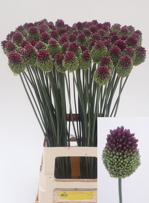 ALLIUM SPHAEROCEPHAL