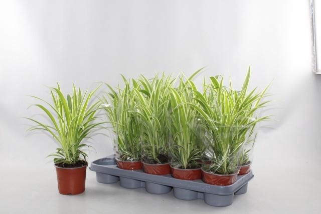 <h4>CHLOR COMOSUM</h4>