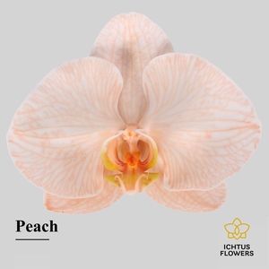 Phalaenopsis