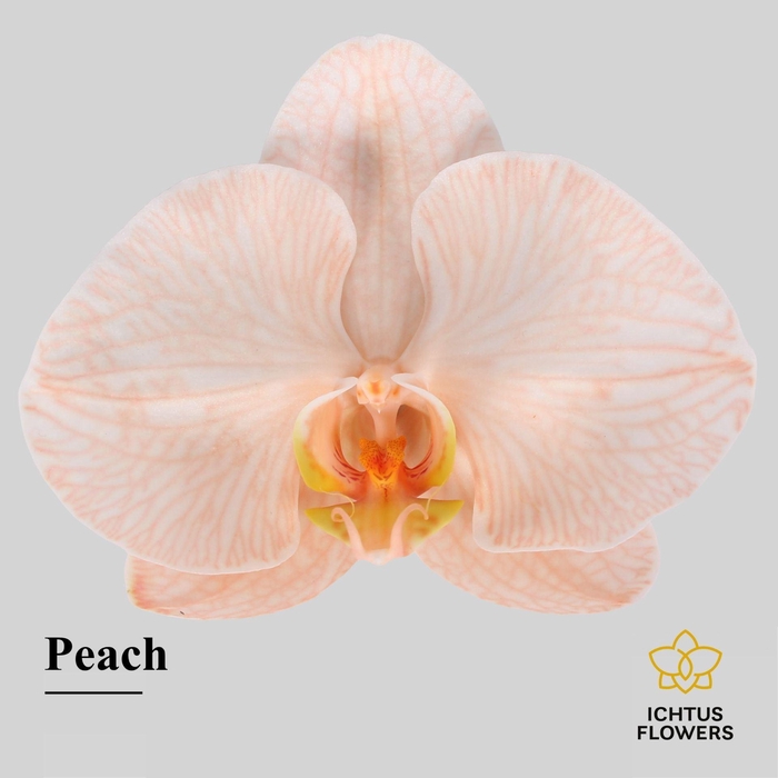 <h4>Phalaenopsis</h4>