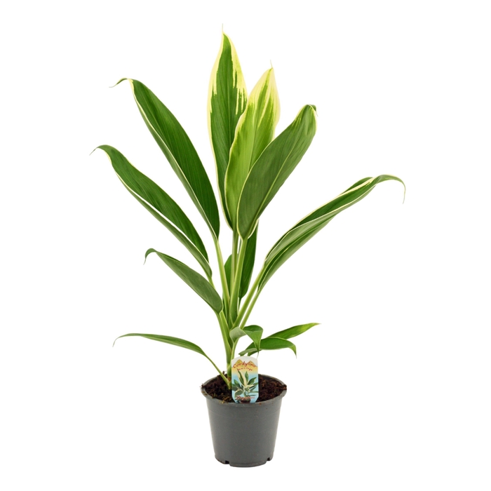 <h4>Cordyline New Conga 12 cm</h4>