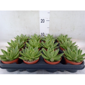 Echeveria  'Miranda'