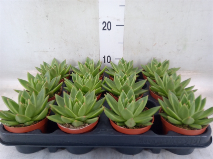 <h4>Echeveria  'Miranda'</h4>