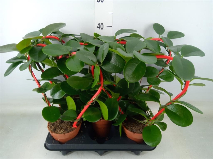 <h4>Hoya australis</h4>