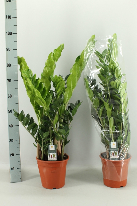 <h4>ZAMIO ZAMIIFOLIA</h4>