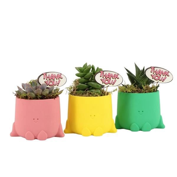 <h4>Arrangementen kamerplanten 6%</h4>