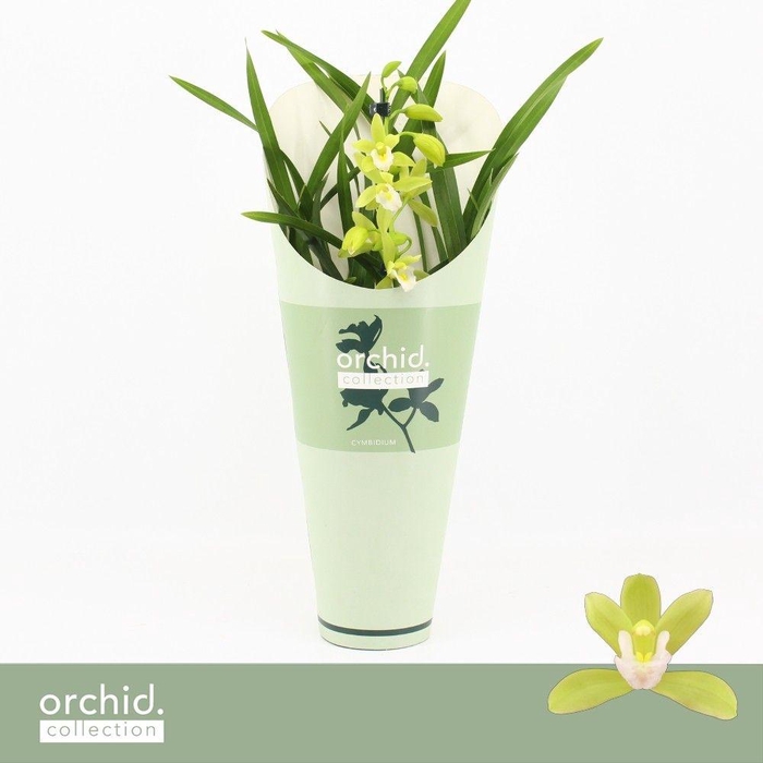 <h4>Cymbidium, Mint Source 1-spike 'Orchid Collection' Potcover</h4>