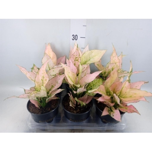 Aglaonema  'Rosy'
