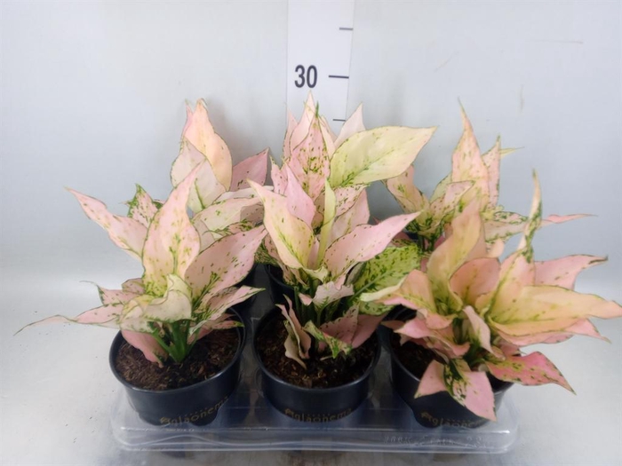 <h4>Aglaonema  'Rosy'</h4>
