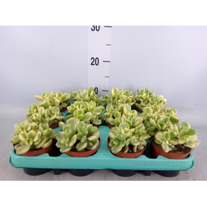 Cotyledon tome. ladys.