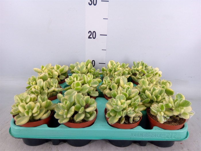 <h4>Cotyledon tome. ladys.</h4>