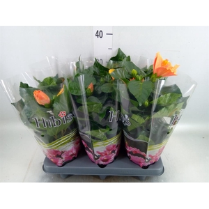 Hibiscus rosa-sin.   ...