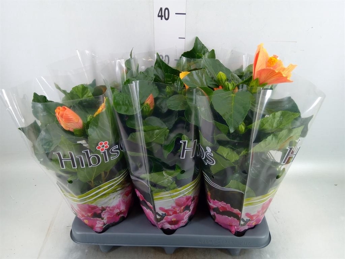 <h4>Hibiscus rosa-sin.   ...</h4>