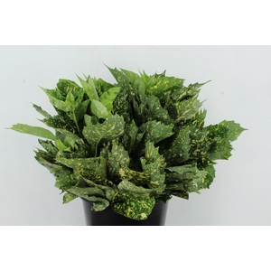 AUCUBA JAPONICA 400GR