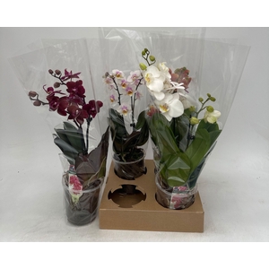 PHAL GEM