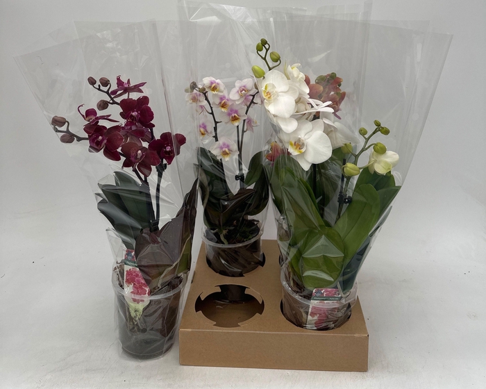 <h4>PHAL GEM</h4>