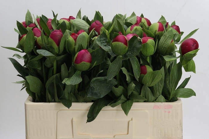 <h4>Paeonia Belgravia</h4>