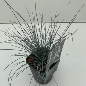 Graminées Festuca 'Elijah Blue'