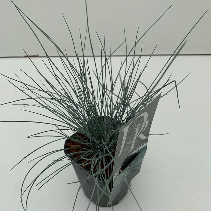 <h4>Graminées Festuca 'Elijah Blue'</h4>