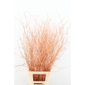 Betula Bs Paint Copper FST