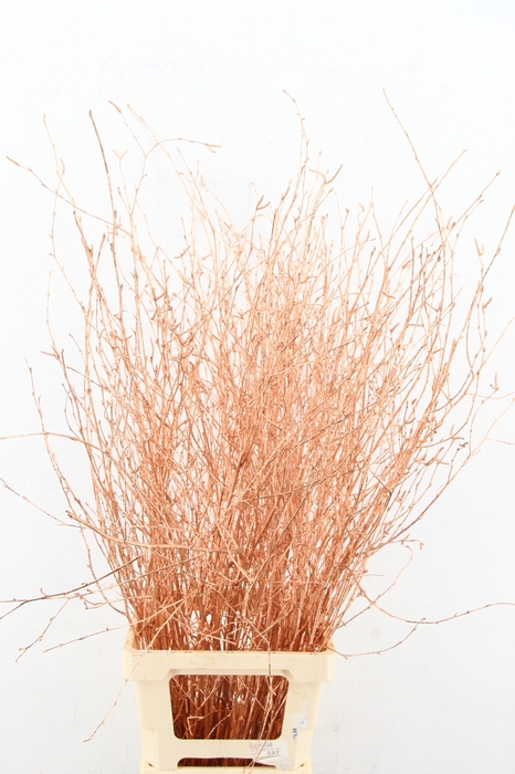 <h4>Betula Bs Paint Copper FST</h4>