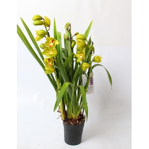 Cymbidium groen 3 tak