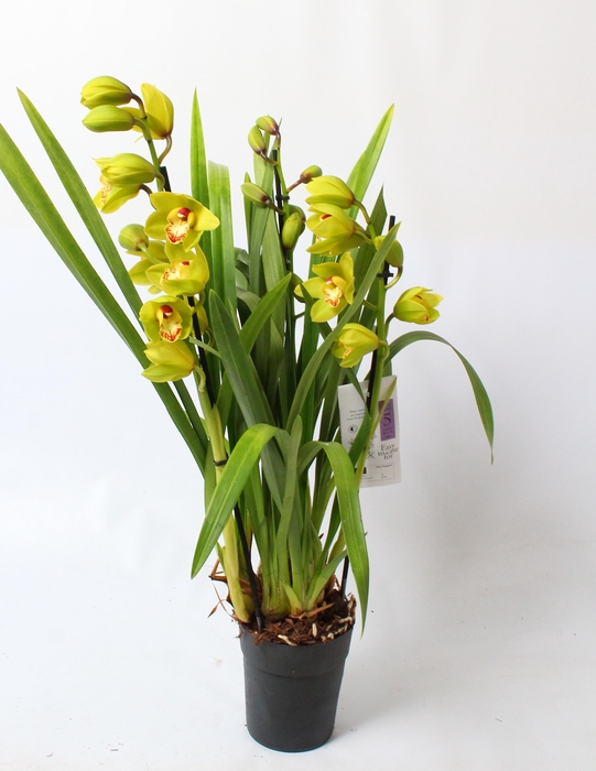 <h4>Cymbidium groen 3 tak</h4>