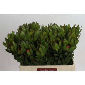 Leucadendron Goldstrike