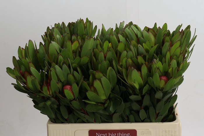 Leucadendron Goldstrike