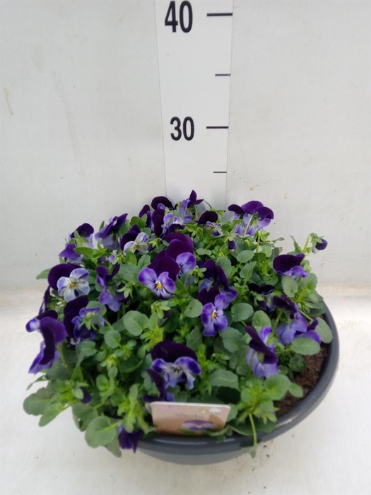 <h4>Viola corn.   ...</h4>