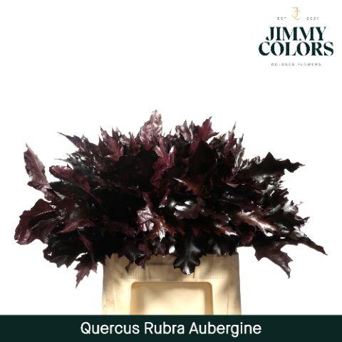 <h4>Quercus Rubra L60 Aubergine</h4>