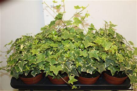 <h4>Hed He Goldchild</h4>