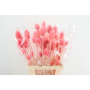 DF Dipsacus Porcellana Bs 130g