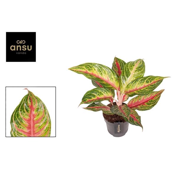 <h4>Aglaonema Eyecatcher Red</h4>