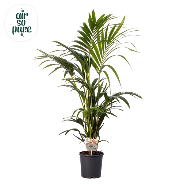 <h4>KENTIA - P21 H120 - 6PP - Air So Pure (Howea forsteriana)</h4>