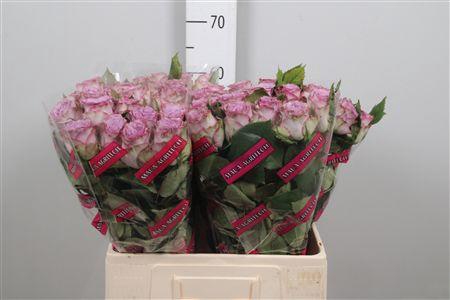 <h4>R Gr Dolcetto!</h4>