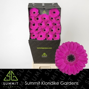 Germini Anna Diamond per kaart