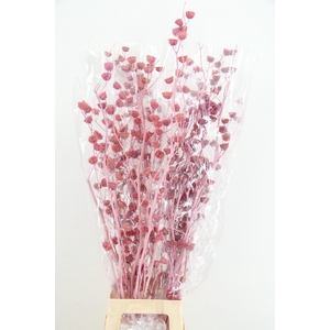 DF Lavatera Bs Lilac 120g