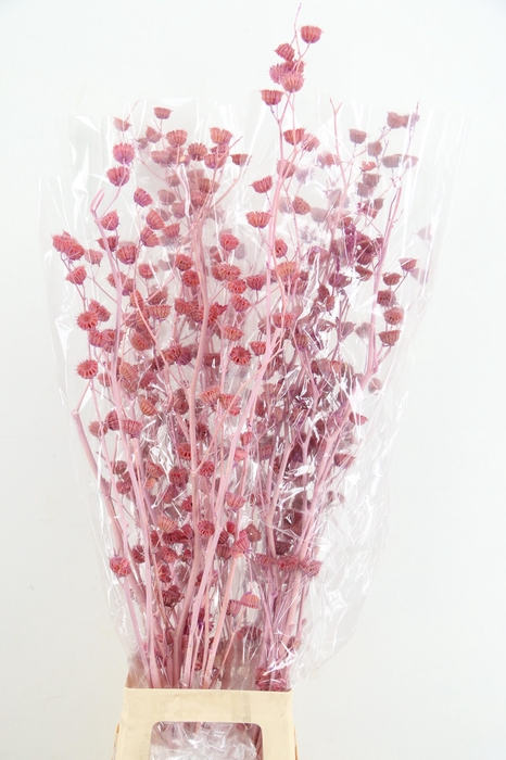 <h4>DF Lavatera Bs Lilac 120g</h4>